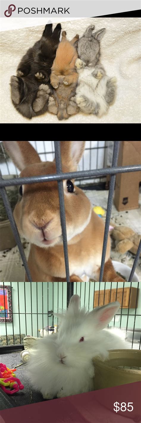 Bunny rescues near me - Houston Rabbit Resource- We are a 501(c)(3) non-profit organization dedicated to helping domestic stray and homeless rabbits
